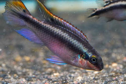 Blue Kribensis, Breeding Group  (1M4F)