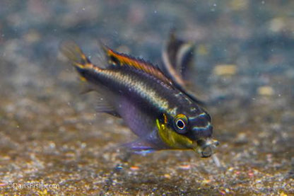 Blue Kribensis, Breeding Group  (1M4F)