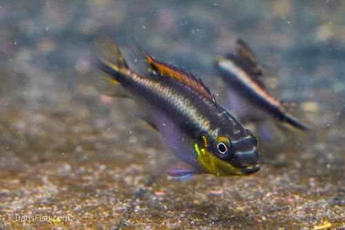 Blue Kribensis, Breeding Group  (1M4F)