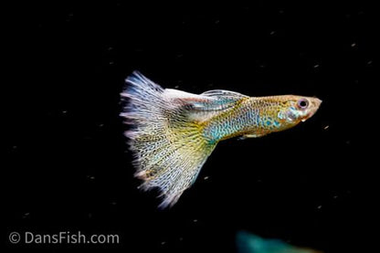 Blue Lace Guppy, Pair (1M1F)