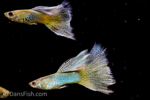Blue Lace Guppy, Pair (1M1F)
