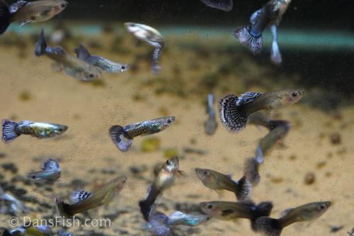 Metal Blue Dragon Guppy, Female