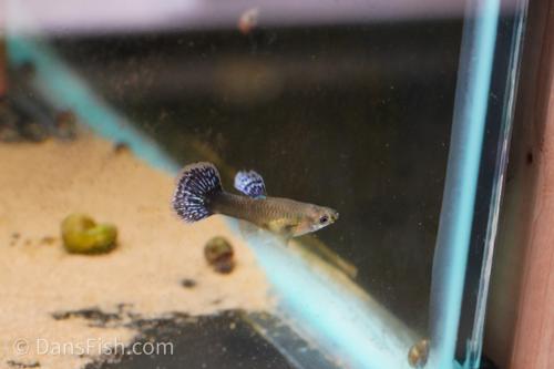Metal Blue Dragon Guppy, Female