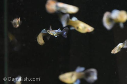 Metal Blue Dragon Guppy, Female