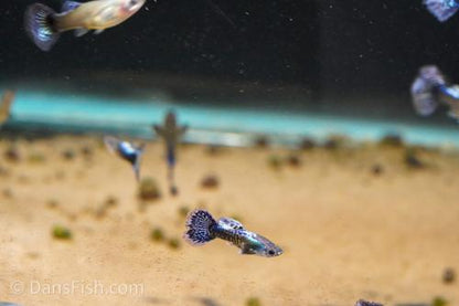Metal Blue Dragon Guppy, Female