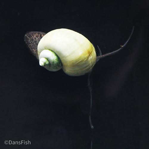 Blue Mystery Snail, (3 pack)