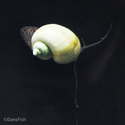 Blue Mystery Snail, (3 pack)