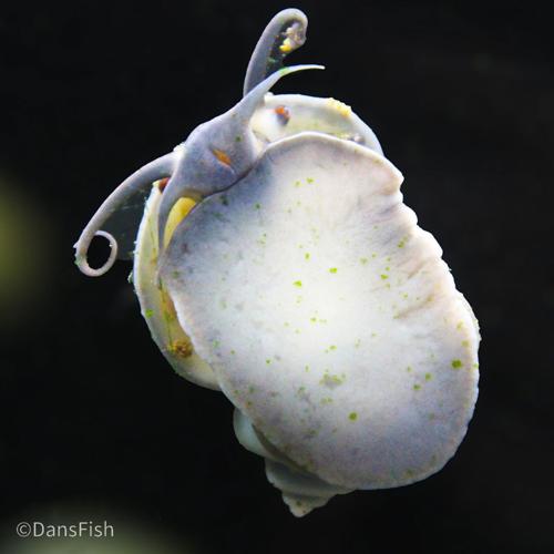 Blue Mystery Snail, (3 pack)