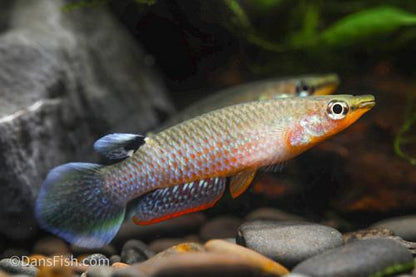 Blue Panchax 'German Aquarium Strain'
