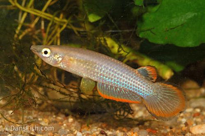 Blue Panchax 'German Aquarium Strain'