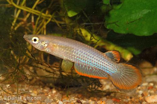 Blue Panchax 'German Aquarium Strain'