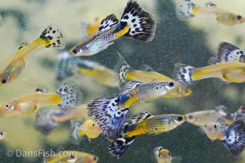 Blue Snakeskin Guppy, Pair (1M1F)