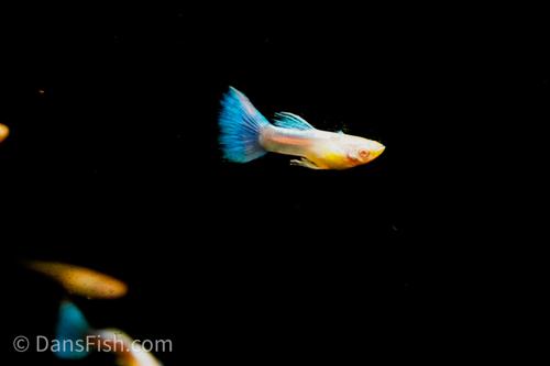 Blue Topaz, Male