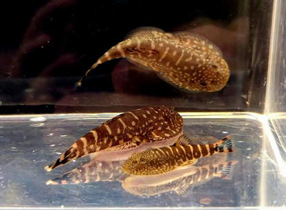 Blue Zebra Hillstream Loach