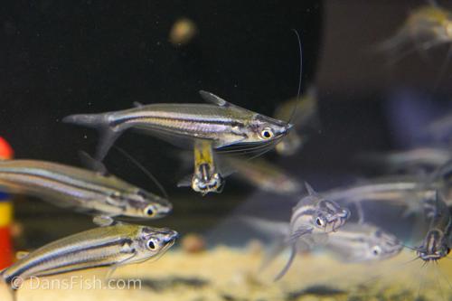 Borneo Silver Glass Catfish