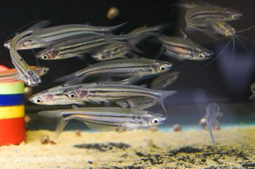 Borneo Silver Glass Catfish