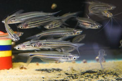 Borneo Silver Glass Catfish