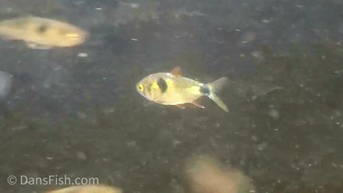 Bucktooth Tetra