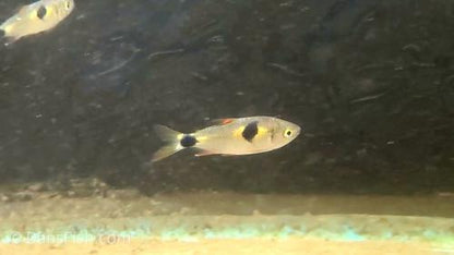 Bucktooth Tetra