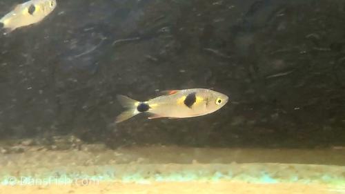 Bucktooth Tetra