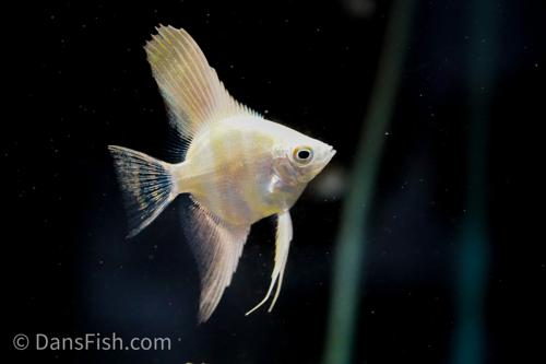 Bulgarian Lilac Angelfish