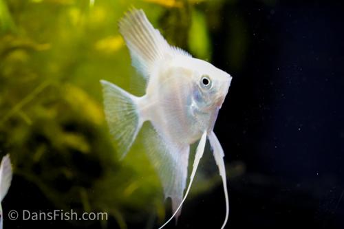 Bulgarian Lilac Angelfish