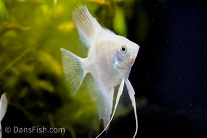 Bulgarian Lilac Angelfish