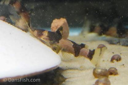 South American Bumble Bee Catfish
