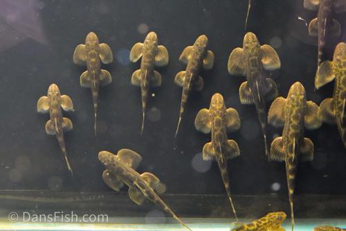 Burmese Lizard Hillstream Loach