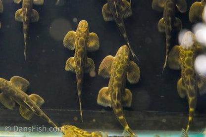 Burmese Lizard Hillstream Loach
