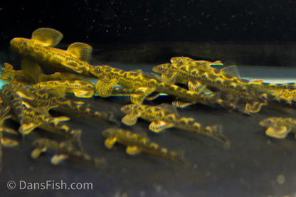 Burmese Lizard Hillstream Loach