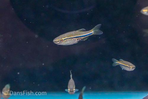 Burmese Spotted Danio