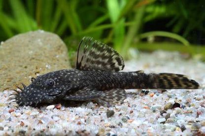Bushynose Pleco