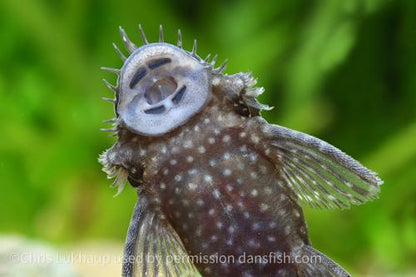 Bushynose Pleco