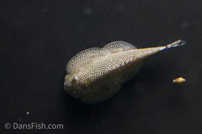 Butterfly Hillstream Loach