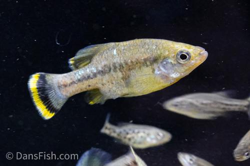 Butterfly Splitfin Goodeid, Trio (1M2F)