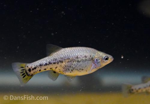 Butterfly Splitfin Goodeid, Trio (1M2F)