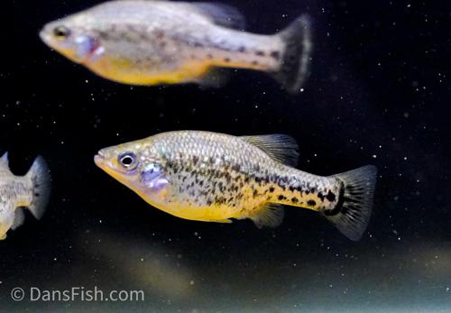 Butterfly Splitfin Goodeid, Trio (1M2F)