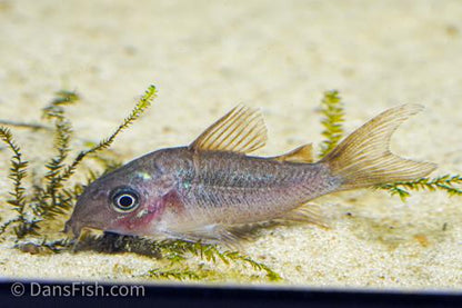 C005 Corydoras pantanalensis