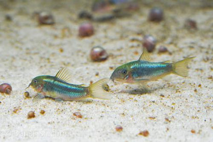 CW009 Green Laser Cory
