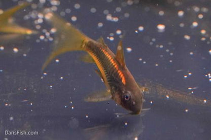 CW010 Long Fin Gold Laser Cory
