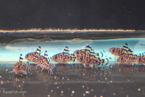 CW111 Vulcan Cory