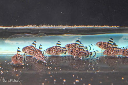 CW111 Vulcan Cory