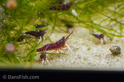 Cardinal Sulawesi Shrimp, (3 pack)