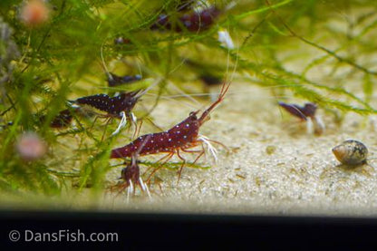 Cardinal Sulawesi Shrimp, (3 pack)