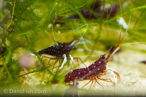 Cardinal Sulawesi Shrimp, (3 pack)