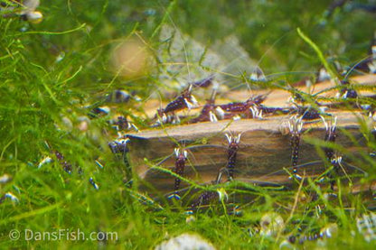 Cardinal Sulawesi Shrimp, (3 pack)