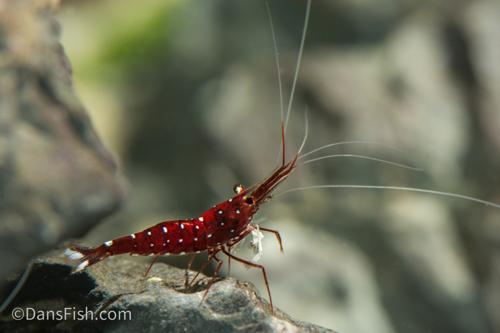 Cardinal Sulawesi Shrimp, (3 pack)