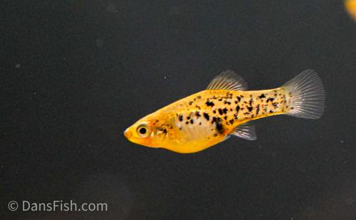 Catemaco Livebearer, Female