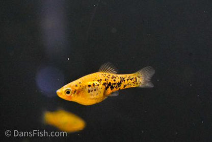 Catemaco Livebearer, Female